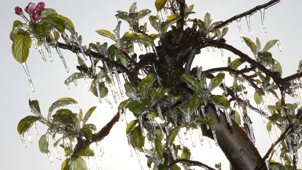 Freezing Spring Threatens Butterfly, But Allows Ticks to Flourish |  climate