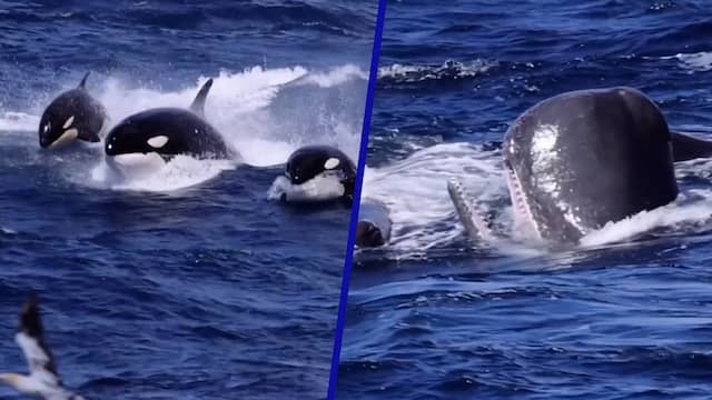 Unieke beelden tonen clash tussen orka's en potvissen in Australië