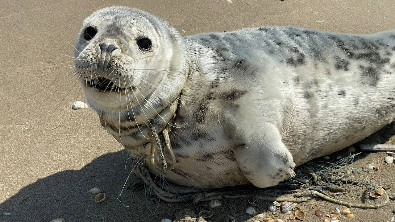 Gray seal named Netty freed after being entangled in rope and fishing line for four days