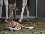 Nubische giraffe geboren in dierenpark Beekse Bergen