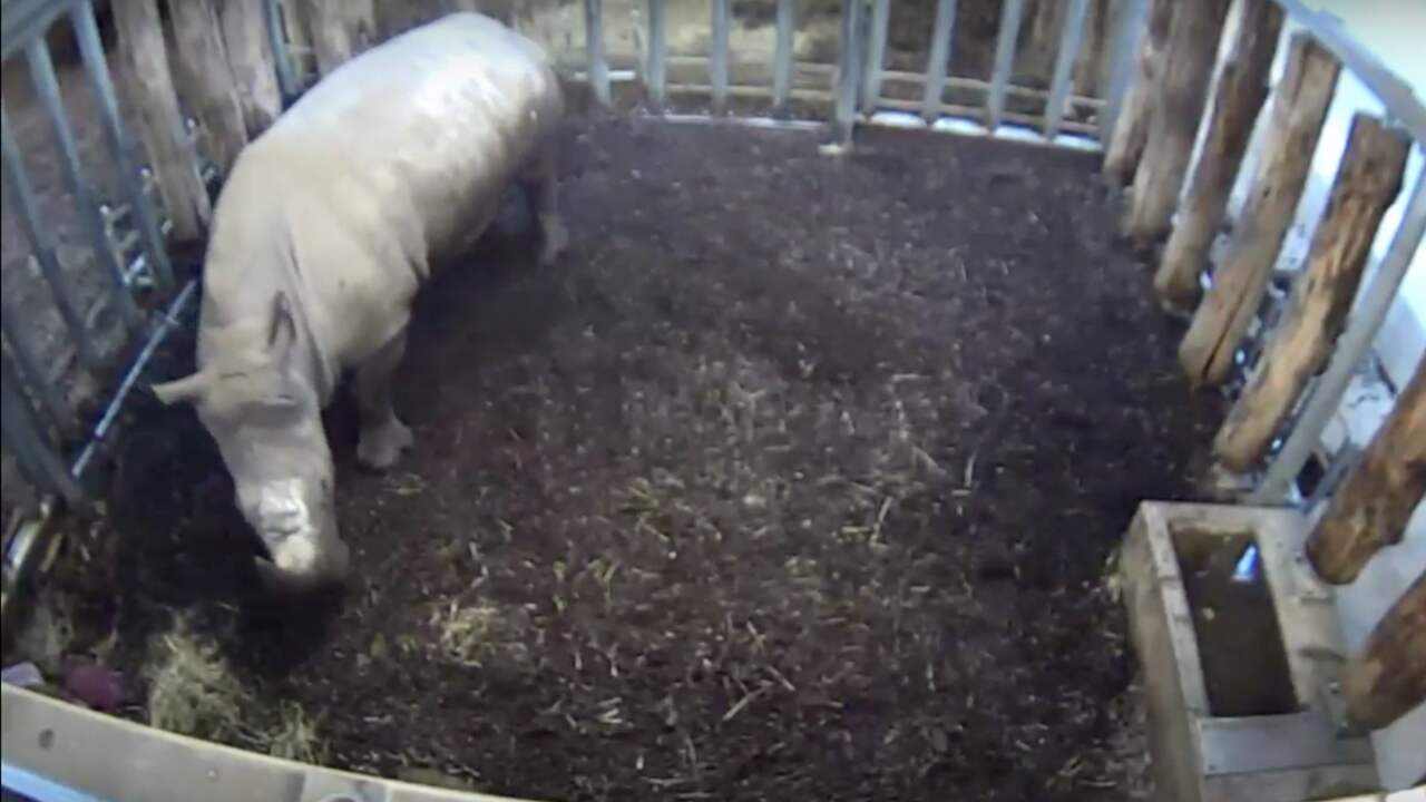 Beeld uit video: Breedlipneushoorn Burgers' Zoo dood geboren