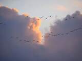 Vrijdag 8 december: Stapelwolken en een zwerm vogels in Zuidoost-Brabant. 