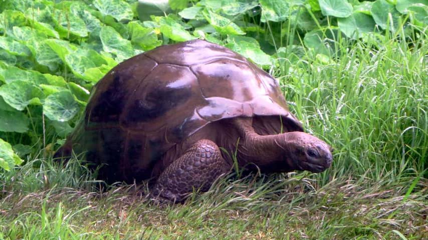 Oudste schildpad ter wereld heeft al 26 jaar homoseksuele relatie