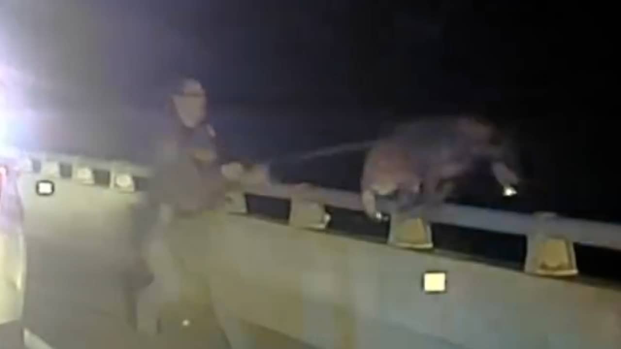 Beeld uit video: Amerikaanse agent redt politiehond die van brug afspringt