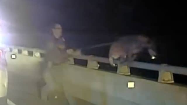 Amerikaanse agent redt politiehond die van brug afspringt