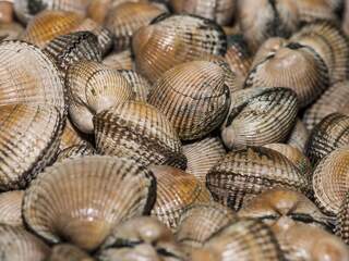 Kokkel is meest voorkomende schelpdier op Belgische stranden