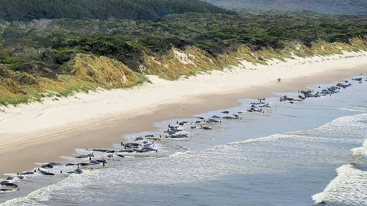 230 whales stranded in Tasmania, rescue operation started |  animals