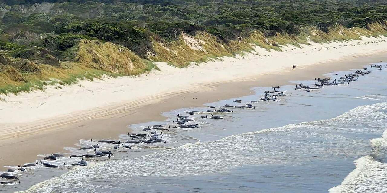 Bijna tweehonderd gestrande walvissen overleden op strand van Tasmanië
