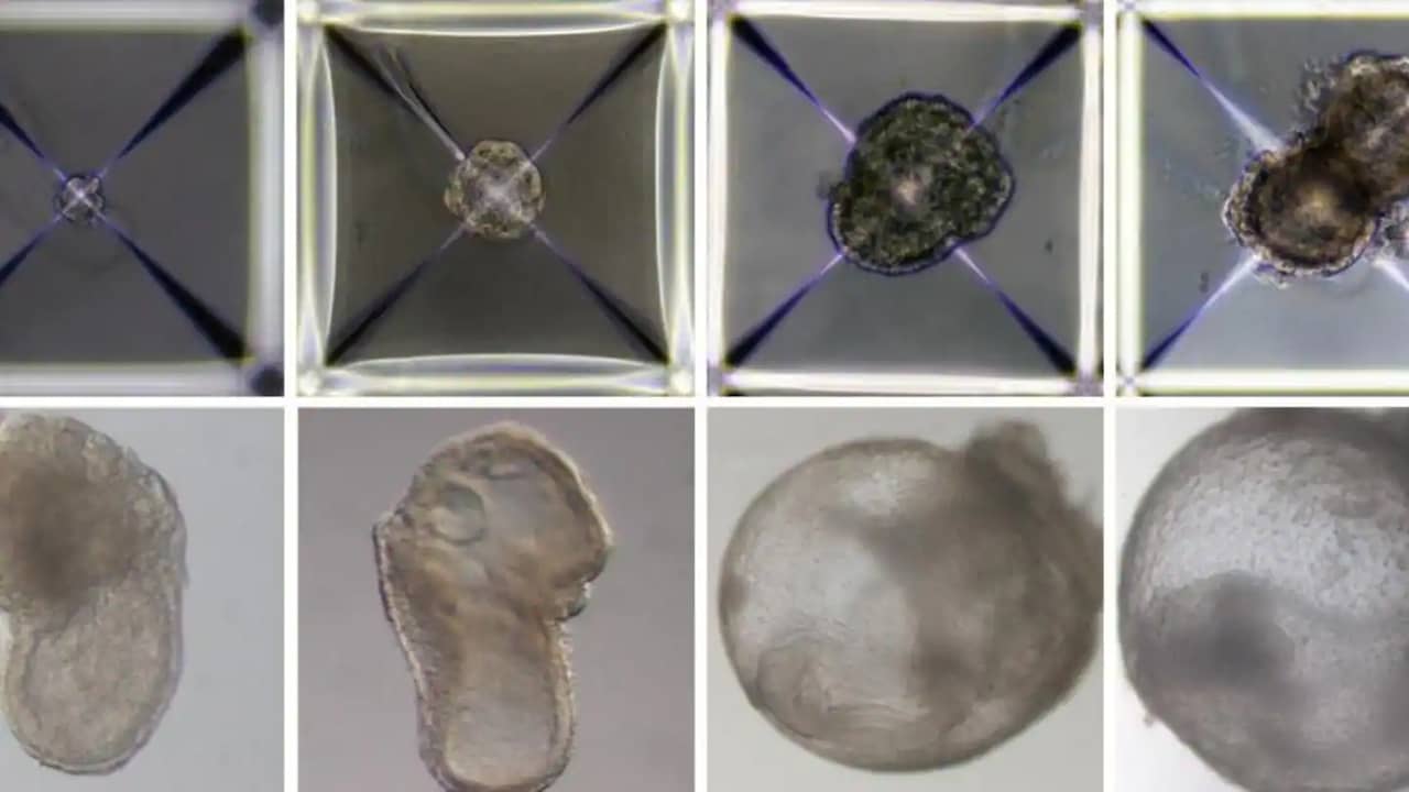 Cervello attivo e cuore pulsante sviluppati in embrioni di topo artificiale |  Scienza