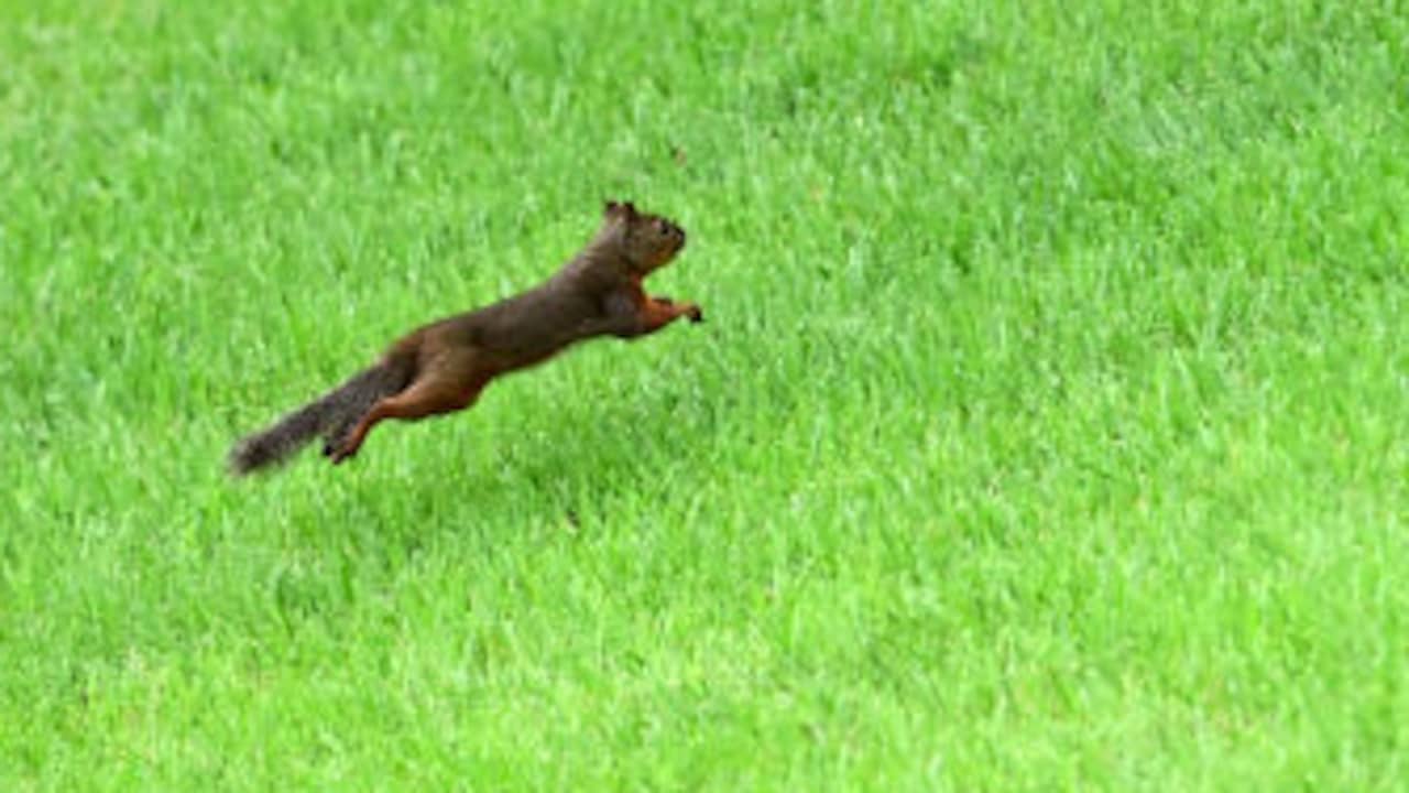 Japanese Squirrels Death Investigation at Inokashira Park Zoo