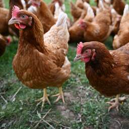 Opnieuw landelijke ophokplicht voor pluimvee om opleving vogelgriep