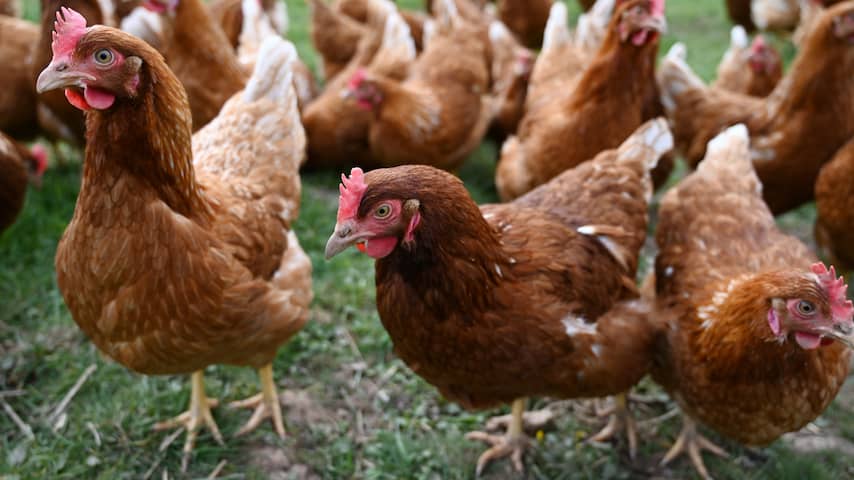 Dorp in Nieuw-Zeeland tijdens lockdown overspoeld met boosaardige kippen