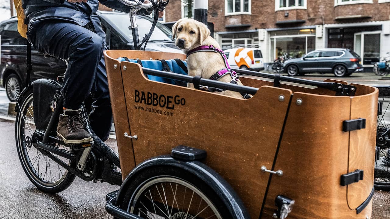 Cargo bike manufacturer Babboe may not dismiss whistleblower from judge |  Economy