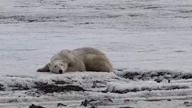 Verdwaalde ijsbeer belandt op 700 kilometer afstand van habitat