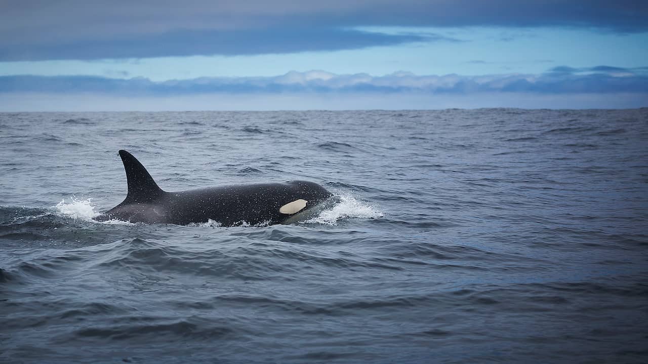 Orca who lay half dead in the Danish fjord for a month found alive |  Outstanding