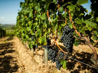 Laagste wijnproductie in ruim zestig jaar door slechte oogsten wereldwijd