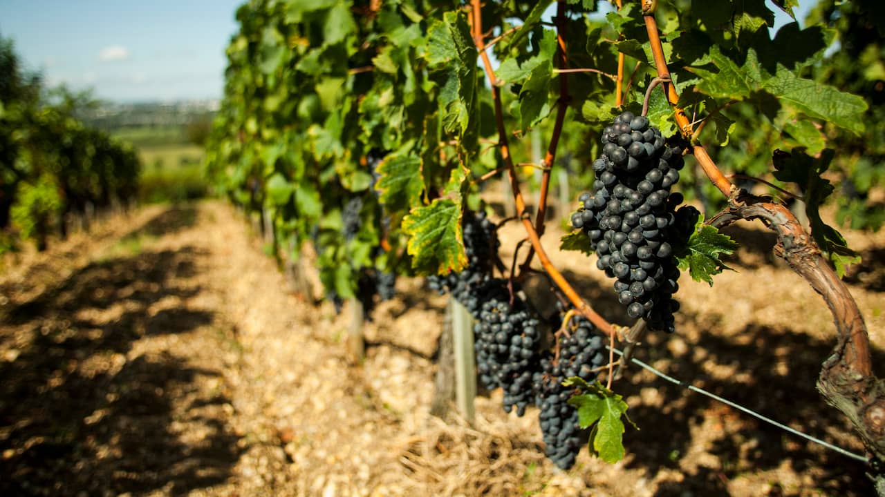 Lowest wine production in more than sixty years due to poor harvests around the world |  Economy
