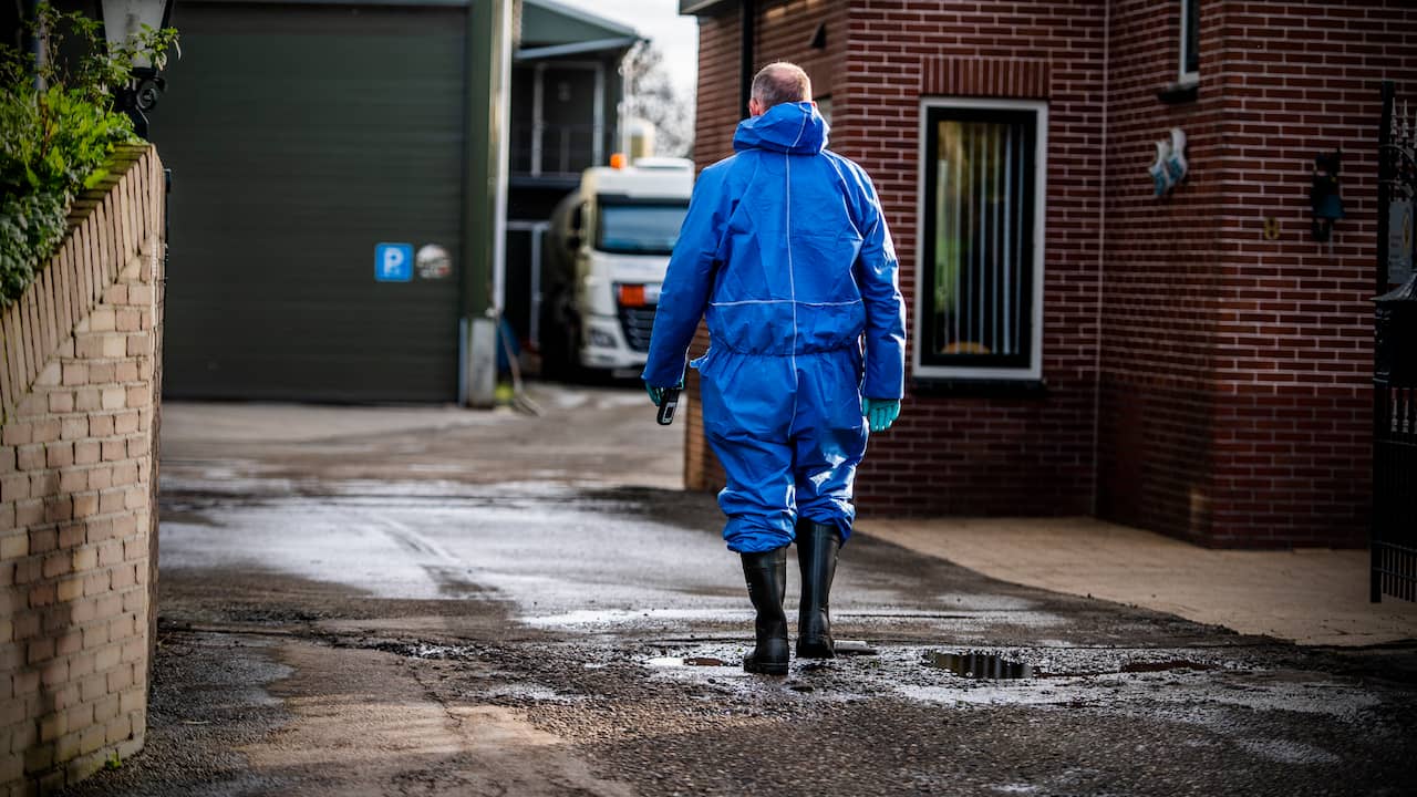 Bird flu diagnosed at a poultry farm in Maasland, 500 chickens culled |  NOW