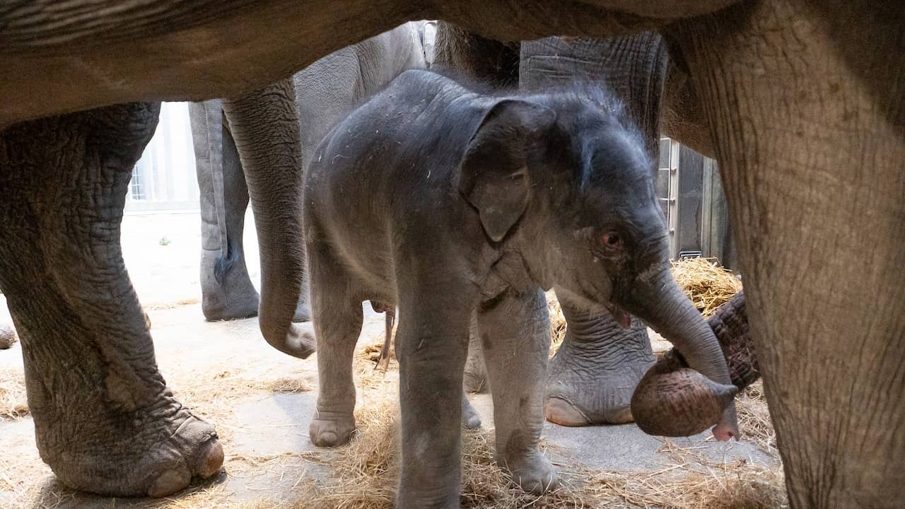 Beeld uit video: Camera legt vast hoe olifant in Emmense dierentuin liggend bevalt