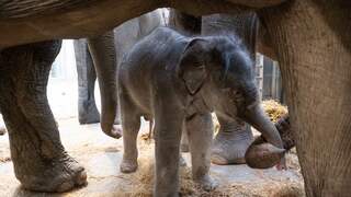 Camera legt vast hoe olifant in Emmense dierentuin liggend bevalt