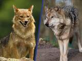 Goudjakhals steeds vaker gespot: kan hij samenleven met de wolf?