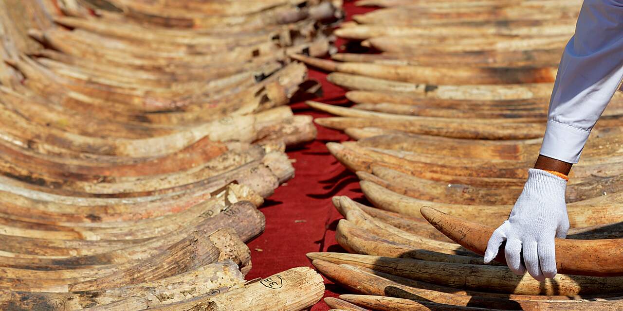 Kenia gaat 120 ton ivoor verbranden