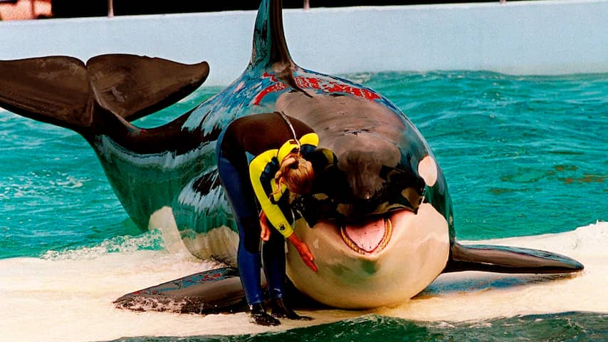 Beroemde orka Lolita (57) overlijdt na 50 jaar gevangenschap vlak voor vrijlating