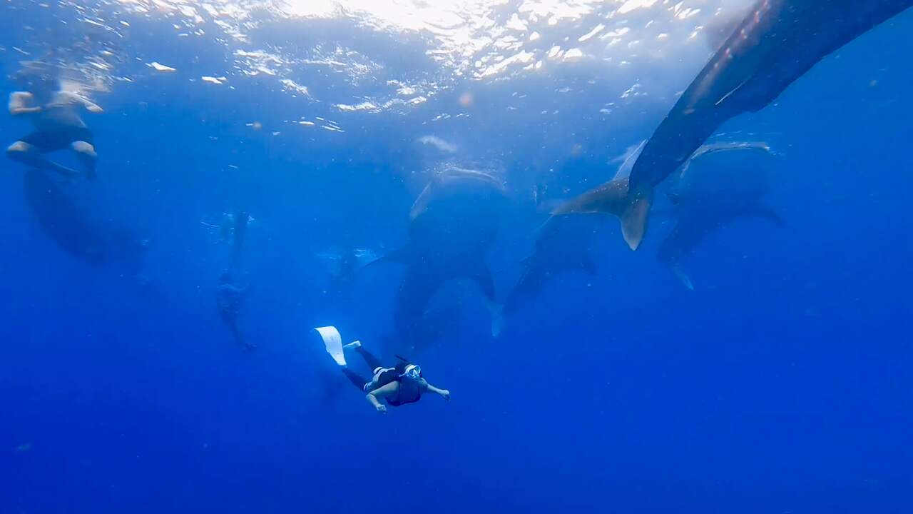 Beeld uit video: Snorkelaars filmen walvishaaien in zeldzaam groepsverband
