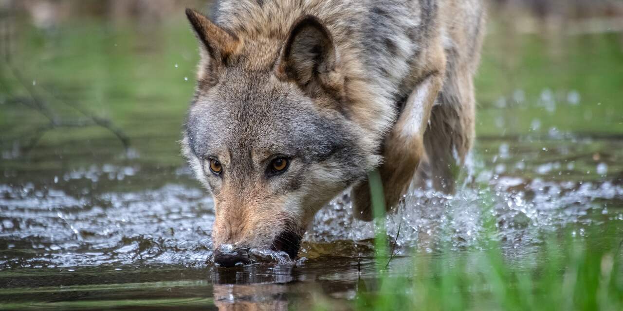 Nederlandse natuur kan opbloeien als we leren samenleven met de wolf