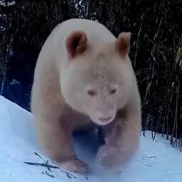 Video | Zeldzame witte reuzenpanda gespot in Chinees natuurgebied