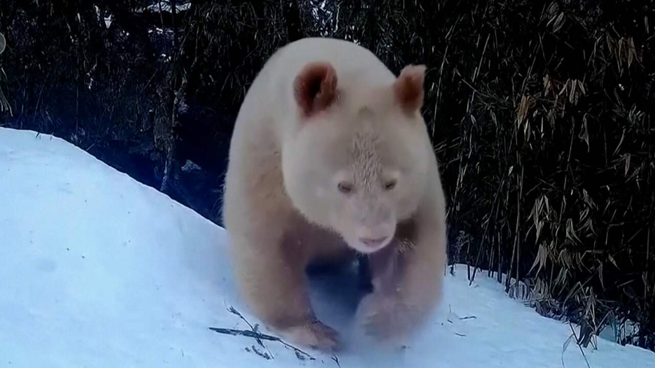 Beeld uit video: Zeldzame witte reuzenpanda gespot in Chinees natuurgebied