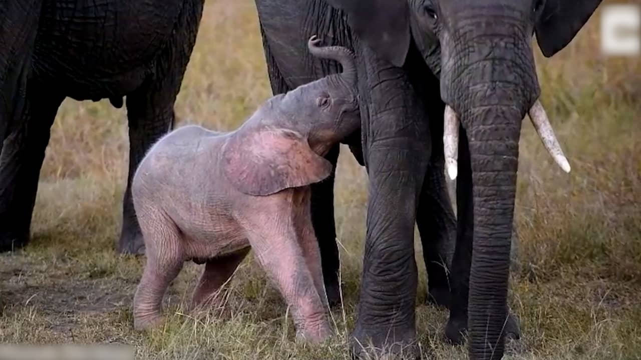 Beeld uit video: Zeldzame roze babyolifant gespot in Kenia