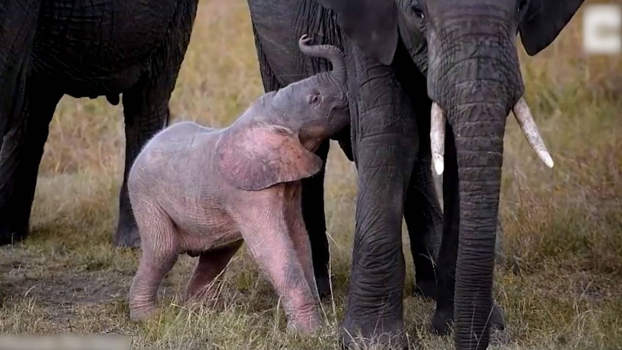 Rare pink elephant spotted in Kenya Teller Report