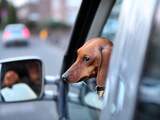 Opgesloten hond rijdt met auto door pui Amerikaanse supermarkt