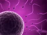 Onderzoek: Langer levend sperma brengt gezondere kinderen voort