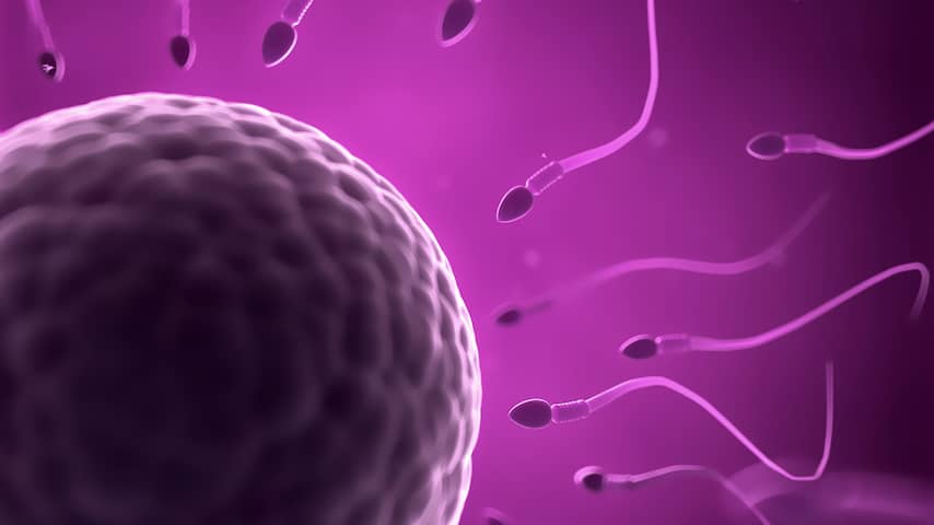 Sperma en eicel bevruchting voortplanting