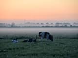 Vrijdag 11 mei: In Brabant staan de koeien al in de weide. 