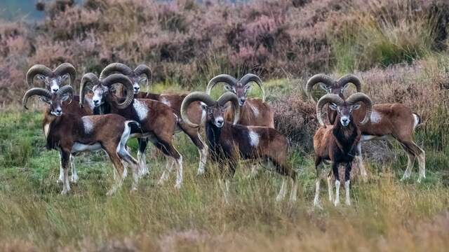 De moeflon is honderd jaar geleden uitgezet op de Hoge Veluwe.