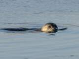 Recordaantal zeehonden in Waddenzee (en toch zijn onderzoekers bezorgd)