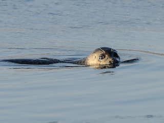 Goed nieuws: Meer zeehonden in Waddenzee | Hulplijn 113 beschikbaar