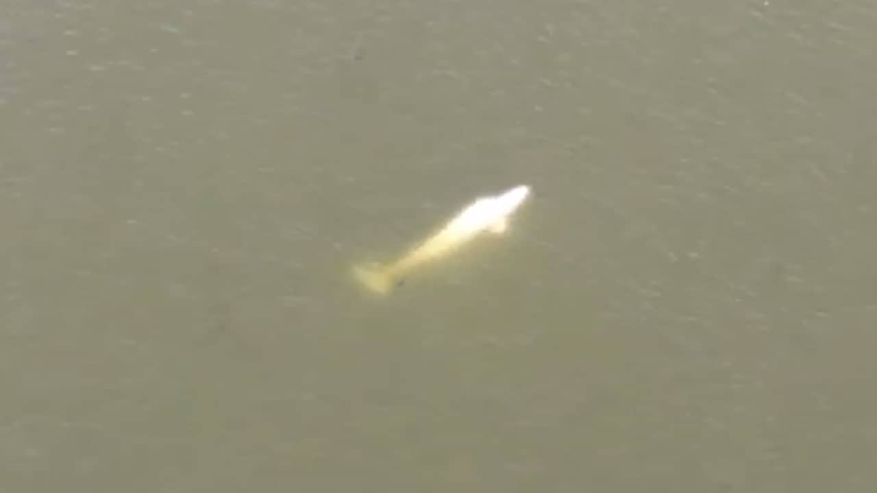 Beeld uit video: Drone filmt witte dolfijn in Franse Seine