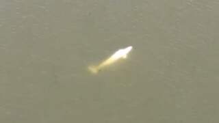Drone filmt witte dolfijn in Franse Seine