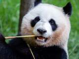 Maanden training en tien dozen bamboe: zo verhuis je een reuzenpanda