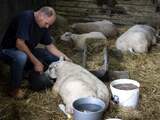 Blauwtong is een stille ramp voor schapenboeren
