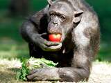 Nederlands oudste chimpansee (59) overleden in Burgers' Zoo