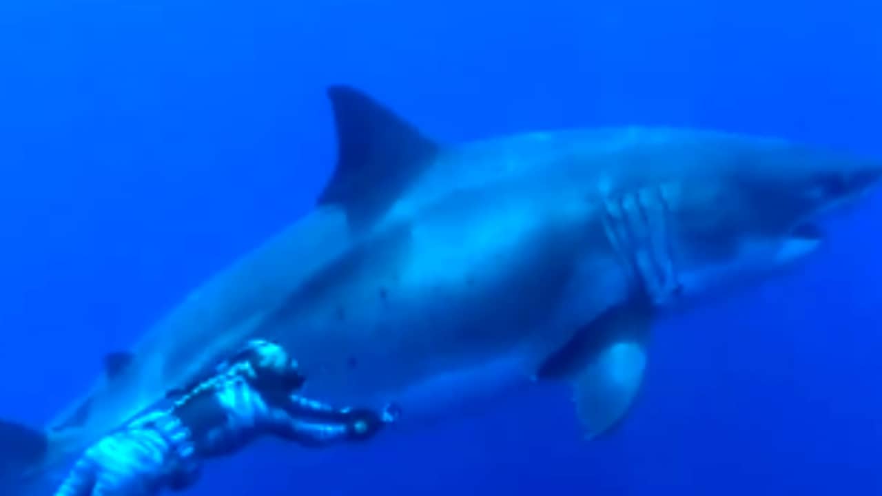 Beeld uit video: Duikers stuiten bij Hawaï op grootste witte haai ooit gefilmd