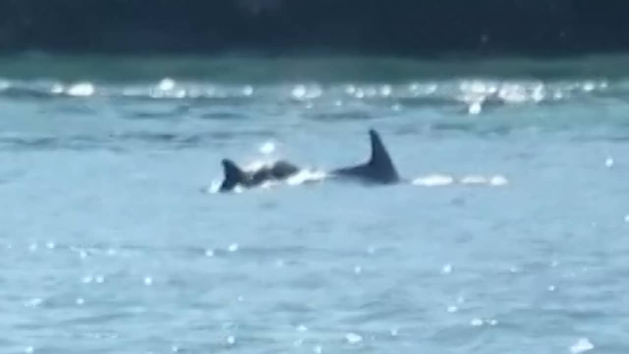 Beeld uit video: Zeldzaam: dolfijnen zwemmen in Venetiaans kanaal