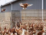 Hoop voor kippen: vaccin tegen vogelgriep blijkt succesvol