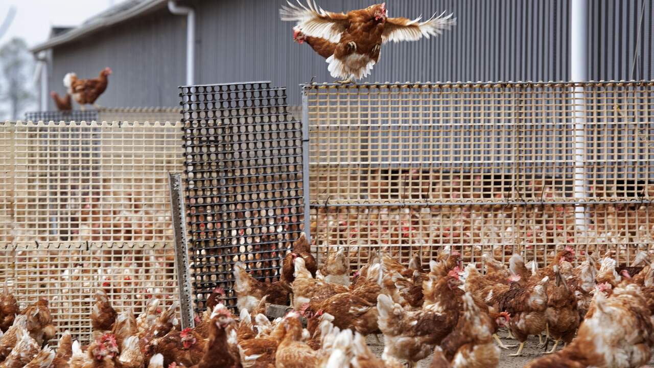 Speranza per i polli: il vaccino contro l’influenza aviaria ha successo |  interno