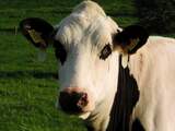 Boer redt koeien door brandende hooibalen uit stal te halen